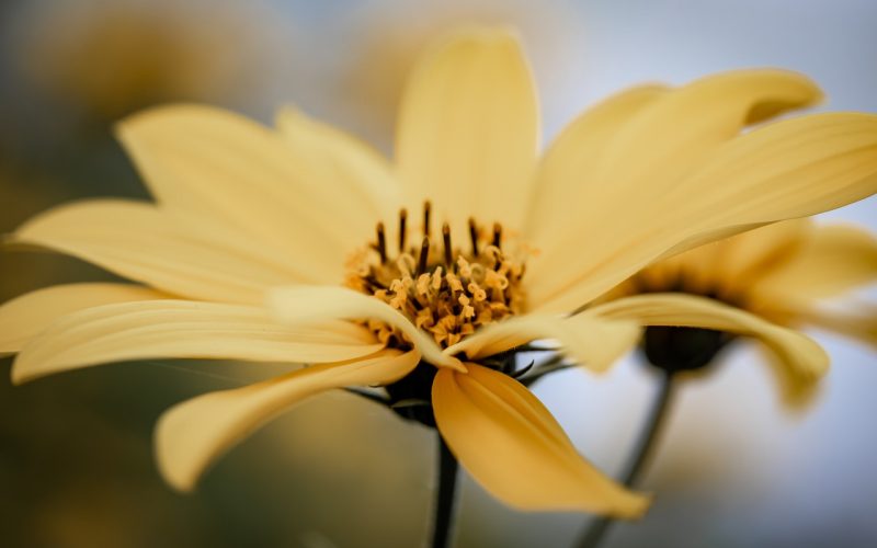 flower-4590455_1280 flower-4590455_1280